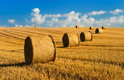 Le Clos Saint Vincent Manneville-ès-Plains Eksteriør billede